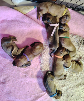 Beautiful Rhodesian Ridgeback puppies, family pet