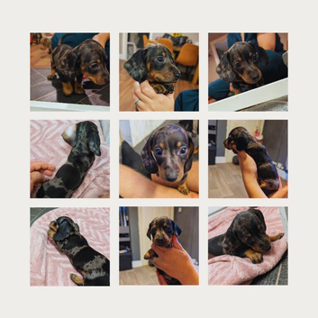 Two gorgeous dapple male miniature dachshunds for sale &pound;1200
