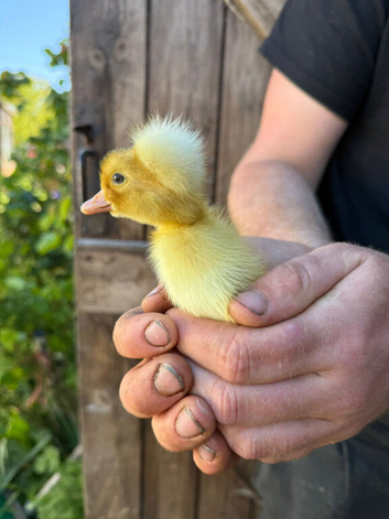 White campbell Ducklings/crested campbell