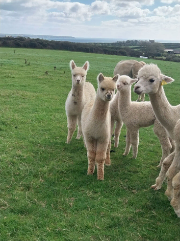 2 adorable male cria available at weaning.