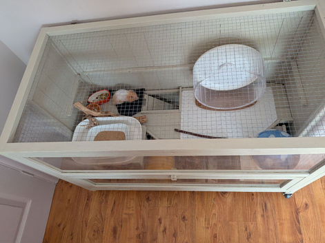 FULL Syrian Hamster Set Up