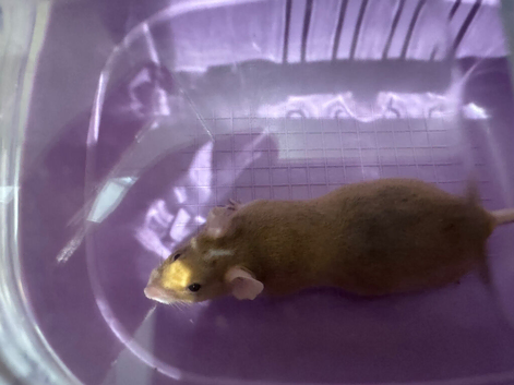 2 x mice with cage
