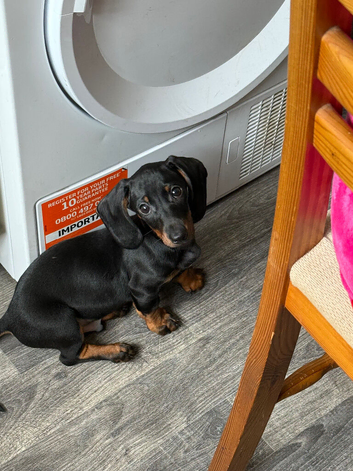 1 Gorgeous Boy left! Black and Tan