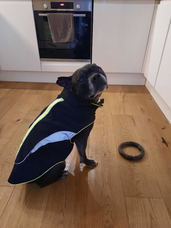Mixed Staffy