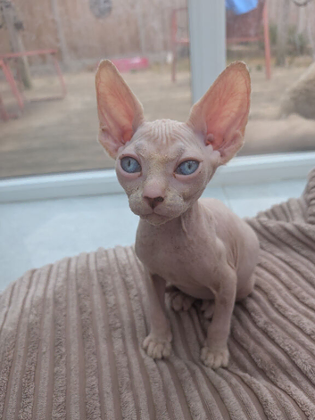 2 sphinx kittens