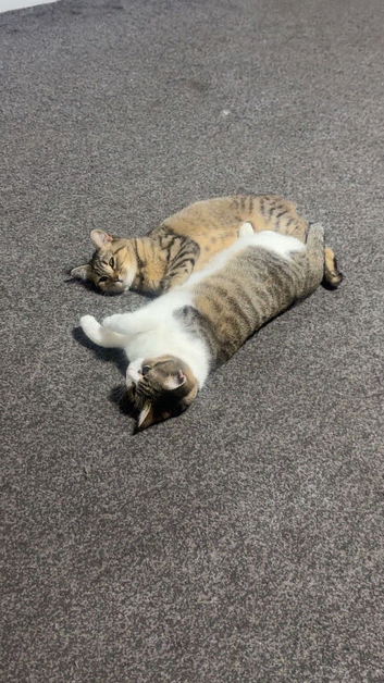 10 month old female cats