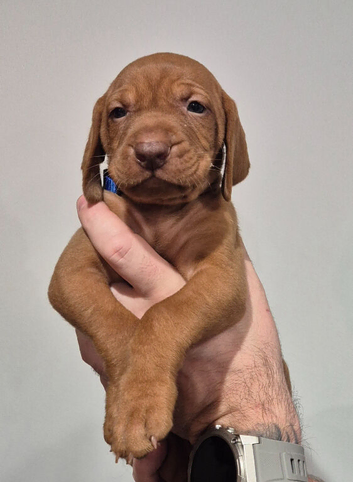 Hungarian Wirehaired Vizsla Puppies