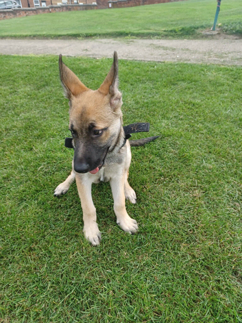 Belgium mally