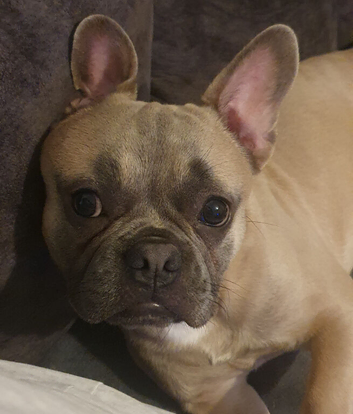 French bulldog tan