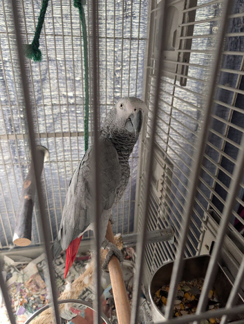 African grey parrot