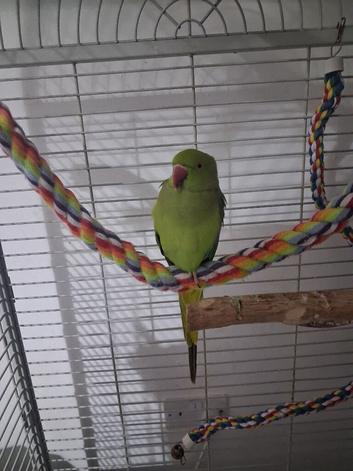 Ring neck (semi tame)