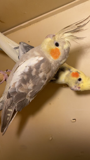 Beautiful young cockateals