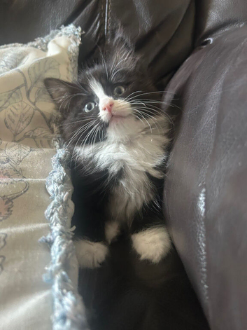 URGENT REHOME 8 week old half ragdoll kitten