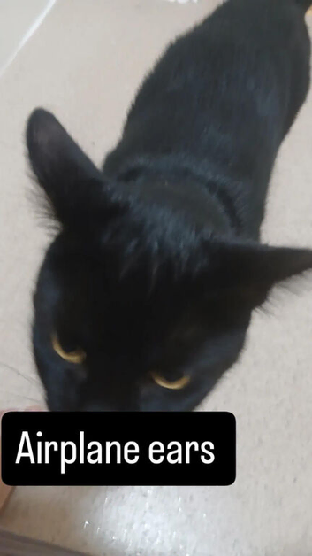 2 female cats for sale
