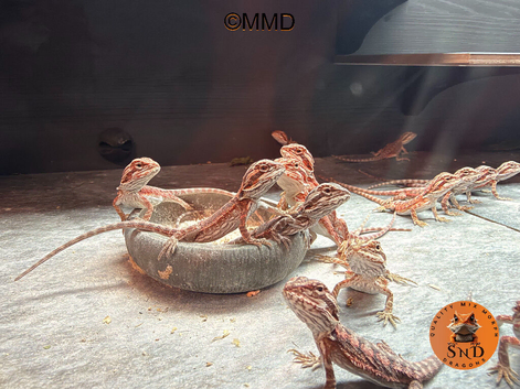 Red monster/ zero baby bearded dragons ready to go!