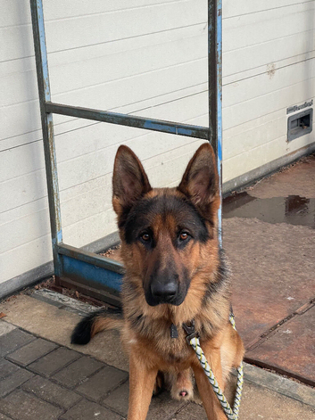 German Shepherd