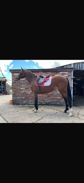 Future show pony