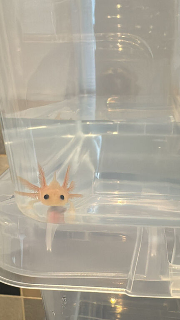 Axolotls ready for homes - various morphs