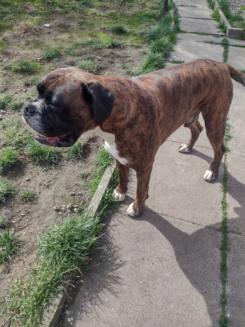Adult Boxer 5 yers