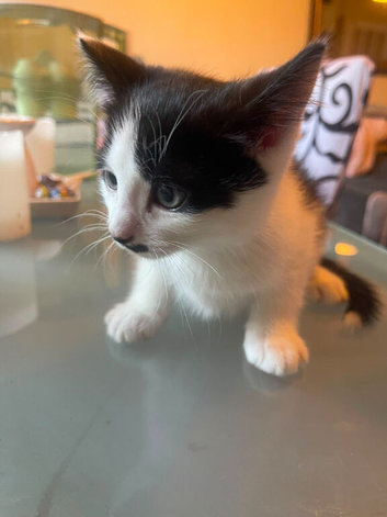 A Kitten Available !