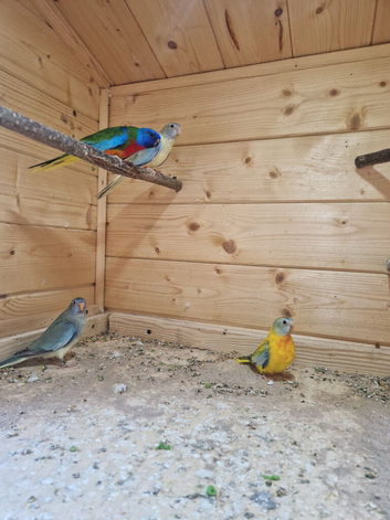 Neophema splendida parakeet