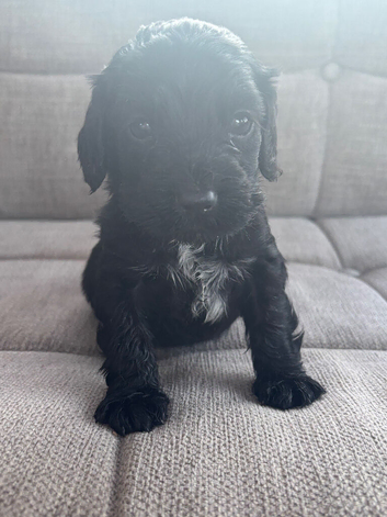 cocker spaniel boy