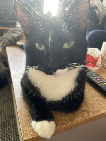 Male cat for rehoming