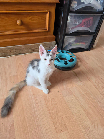 TICA REGISTERED STUNNING KITTENS
