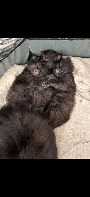 Stunning Long-Haired Kittens &ndash; Maine Coon & Ragdoll Heritage