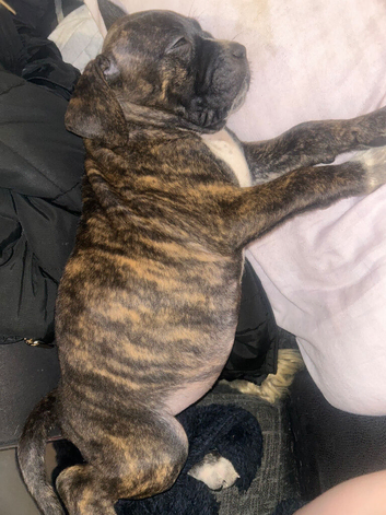 Female cane corso pup