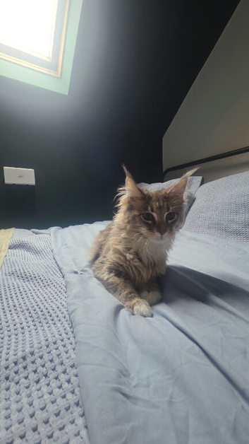 Maine coon