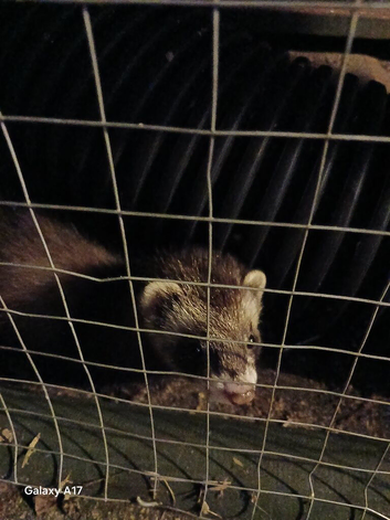 Polecat  ferret jill kit