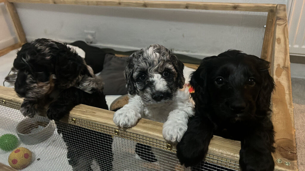 Beautiful Cockapoo Puppies