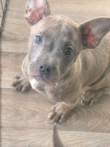 Staffordshire bull terrier x Frenchie