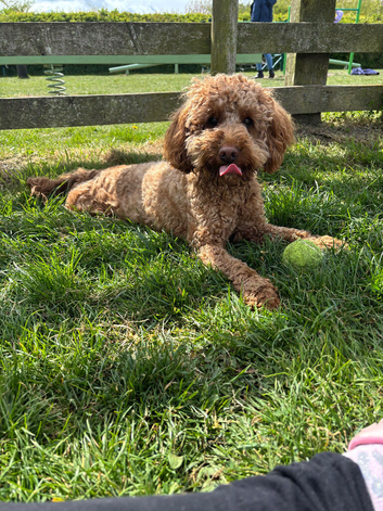 F1B cockapoo puppies