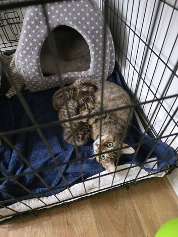 3 Kittens Available