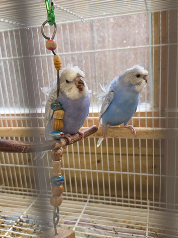 Gorgeous, very pretty Helicopter Baby Budgies
