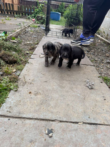 Cocker spaniel pups