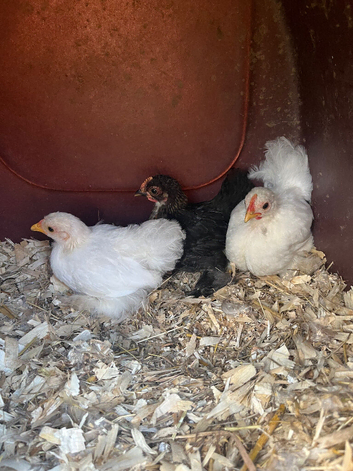 Pekin bantam hens or chicks