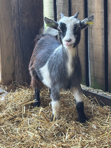 Pair of Pygmy Nannie&rsquo;s