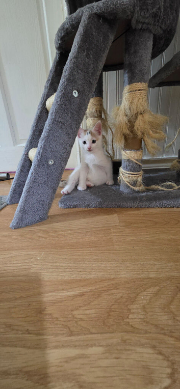 9 week old kitten