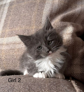Ragcoon Kittens