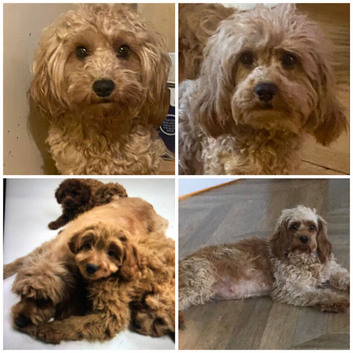 DNA clear female cavapoo