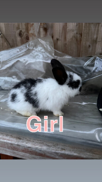 Baby mini lion lops for sale