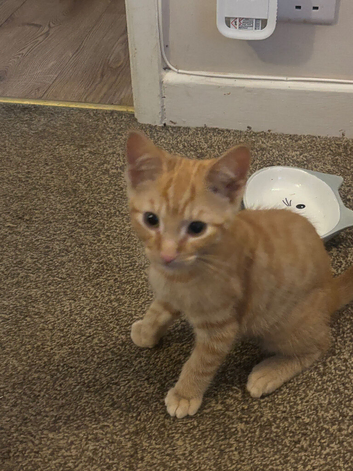 1 adorable kitten looking for his forever home