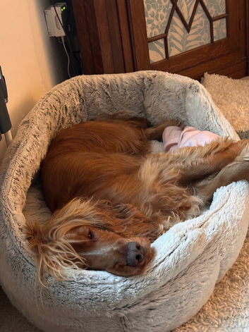 Cooper 3 year old cocker spaniel