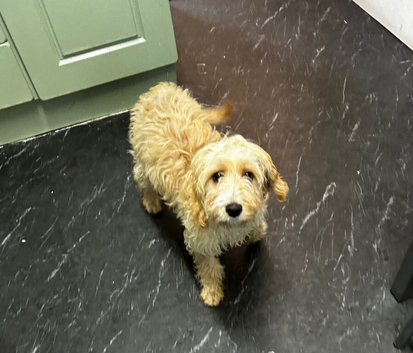 6 month old cockerpoo