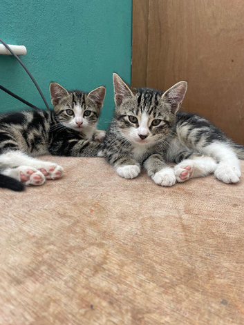 Kittens for sale