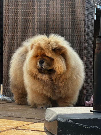 Outstanding male chow chow