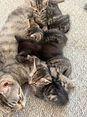 Kittens ready for homes
